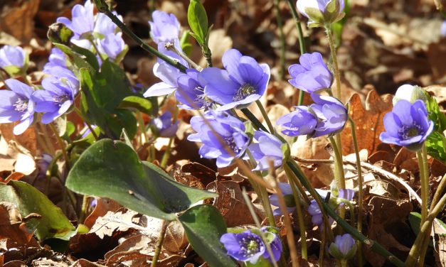 Rozstrzygnięcie konkursu „Obudź się wiosno!”